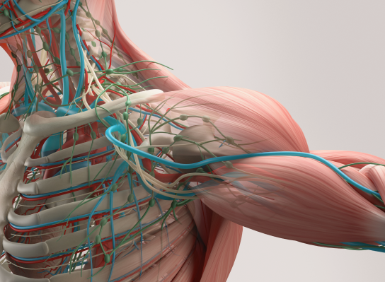  VOKA Pathology 3D Catalogue